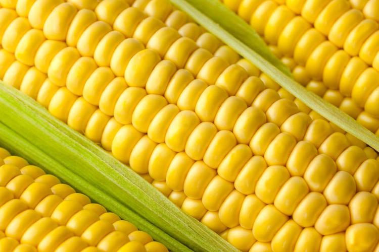 新鲜的玉米粮食特写高清图片